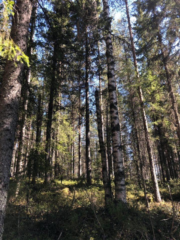Skogsbad! skogsbadning